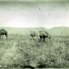 МАЭ № 3888-52